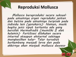 Reproduksi Mollusca
Mollusca bereproduksi secara seksual.
pada umumnya organ reproduksi jantan
dan betina pada umumnya terpisah pada
individu lain (gonokoris). Namun, meski
begitu jenis siput tertentu ada yang
bersifat Hermafrodit (memiliki 2 alat
kelamin). Fertilisasi dilakukan secara
internal ataupun eksternal sehingga
menghasilkan telur. Telur tersebut
berkembang menjadi larva dan pada
akhirnya akan menjadi mollusca dewasa.
 