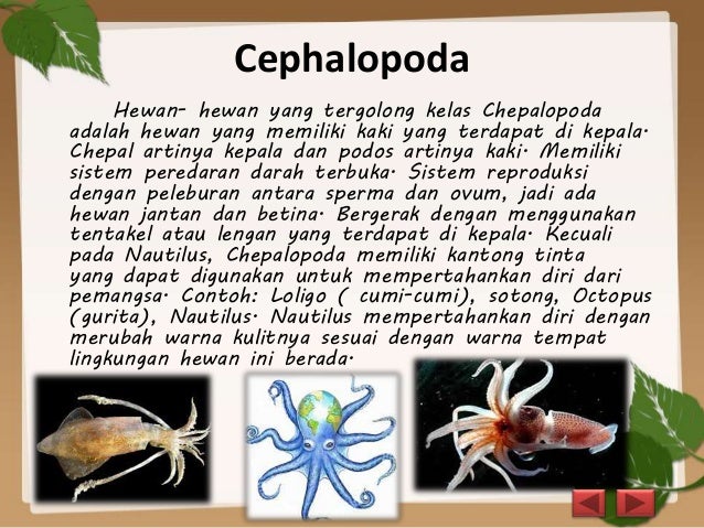 Mollusca dan Arthropoda  Biologi