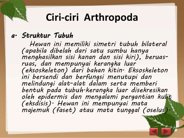 Mollusca Dan Arthropoda Biologi