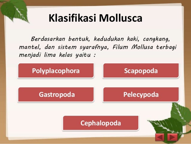 Mollusca dan Arthropoda - Biologi Mollusca dan Arthropoda - Biologi