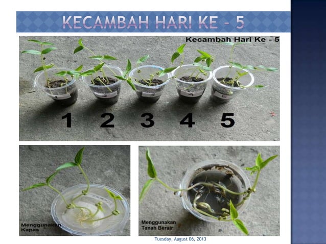 PENGAMATAN PERTUMBUHAN KECAMBAH KACANG HIJAU