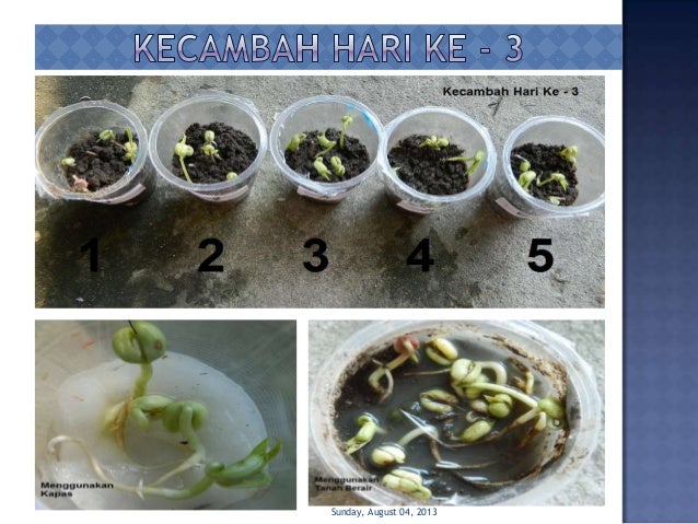 PENGAMATAN PERTUMBUHAN KECAMBAH KACANG HIJAU