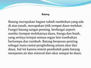 Batang
Batang merupakan bagian tubuh tumbuhan yang ada
di atas tanah, merupakan titik tempat daun melekat.
Fungsi batang sangat penting, berfungsi seperti
sumbu (tempat melekatnya daun, bunga dan buah,
yang artinya tempat semua organ lain tumbuhan
bertumpu dan tumbuh. Batang berperan penting
sebagai mata rantai penghubung antara akar dan
daun, hal ini karena sistem pembuluh pada batang
menjamin air dan mineral dari akar sampai ke daun.
 