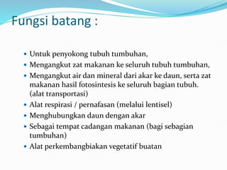 Fungsi batang :
 Untuk penyokong tubuh tumbuhan,
 Mengangkut zat makanan ke seluruh tubuh tumbuhan,
 Mengangkut air dan mineral dari akar ke daun, serta zat
makanan hasil fotosintesis ke seluruh bagian tubuh.
(alat transportasi)
 Alat respirasi / pernafasan (melalui lentisel)
 Menghubungkan daun dengan akar
 Sebagai tempat cadangan makanan (bagi sebagian
tumbuhan)
 Alat perkembangbiakan vegetatif buatan
 