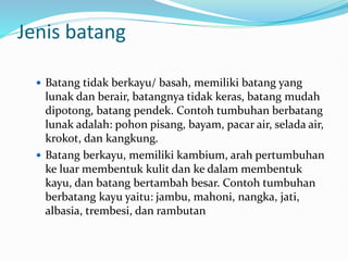 Jenis batang
 Batang tidak berkayu/ basah, memiliki batang yang
lunak dan berair, batangnya tidak keras, batang mudah
dipotong, batang pendek. Contoh tumbuhan berbatang
lunak adalah: pohon pisang, bayam, pacar air, selada air,
krokot, dan kangkung.
 Batang berkayu, memiliki kambium, arah pertumbuhan
ke luar membentuk kulit dan ke dalam membentuk
kayu, dan batang bertambah besar. Contoh tumbuhan
berbatang kayu yaitu: jambu, mahoni, nangka, jati,
albasia, trembesi, dan rambutan
 