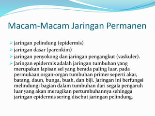 Macam-Macam Jaringan Permanen
 jaringan pelindung (epidermis)
 jaringan dasar (parenkim)
 jaringan penyokong dan jaringan pengangkut (vaskuler).
 Jaringan epidermis adalah jaringan tumbuhan yang
merupakan lapisan sel yang berada paling luar, pada
permukaan organ-organ tumbuhan primer seperti akar,
batang, daun, bunga, buah, dan biji. Jaringan ini berfungsi
melindungi bagian dalam tumbuhan dari segala pengaruh
luar yang akan merugikan pertumbuhannya sehingga
jaringan epidermis sering disebut jaringan pelindung.
 
