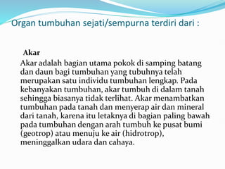 Organ tumbuhan sejati/sempurna terdiri dari :
Akar
Akar adalah bagian utama pokok di samping batang
dan daun bagi tumbuhan yang tubuhnya telah
merupakan satu individu tumbuhan lengkap. Pada
kebanyakan tumbuhan, akar tumbuh di dalam tanah
sehingga biasanya tidak terlihat. Akar menambatkan
tumbuhan pada tanah dan menyerap air dan mineral
dari tanah, karena itu letaknya di bagian paling bawah
pada tumbuhan dengan arah tumbuh ke pusat bumi
(geotrop) atau menuju ke air (hidrotrop),
meninggalkan udara dan cahaya.
 