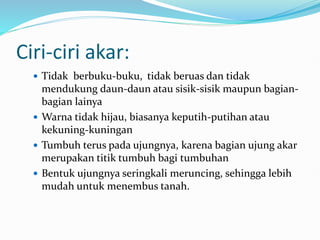 Ciri-ciri akar:
 Tidak berbuku-buku, tidak beruas dan tidak
mendukung daun-daun atau sisik-sisik maupun bagian-
bagian lainya
 Warna tidak hijau, biasanya keputih-putihan atau
kekuning-kuningan
 Tumbuh terus pada ujungnya, karena bagian ujung akar
merupakan titik tumbuh bagi tumbuhan
 Bentuk ujungnya seringkali meruncing, sehingga lebih
mudah untuk menembus tanah.
 