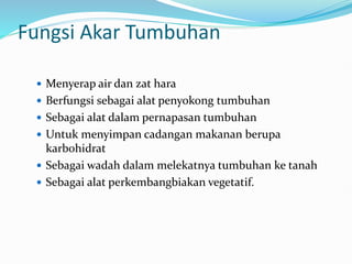 Fungsi Akar Tumbuhan
 Menyerap air dan zat hara
 Berfungsi sebagai alat penyokong tumbuhan
 Sebagai alat dalam pernapasan tumbuhan
 Untuk menyimpan cadangan makanan berupa
karbohidrat
 Sebagai wadah dalam melekatnya tumbuhan ke tanah
 Sebagai alat perkembangbiakan vegetatif.
 