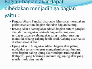 Bagian-bagian akar dapat
dibedakan menjadi tiga bagian
yaitu :
 Pangkal Akar : Pangkal akar atau leher akar merupakan
perbatasan antara bagian akar dan bagian batang.
 Batang Akar : Batang akar adalah bagian antara pangkal
akar dan ujung akar, serta di bagian batang akar
terdapat cabang-cabang akar yang masing- masing
memiliki cabang-cabang lebih kecil. Cabang akar halus
disebut serabut akar.
 Ujung Akar : Ujung akar adalah bagian akar paling
muda dan terus-menerus mengalami pertumbuhan,
serta bagian paling ujung akar terdapat tudung akar
(kaliptra). yang berfungsi melindungi ujung akar yang
masih muda dan lemah
 