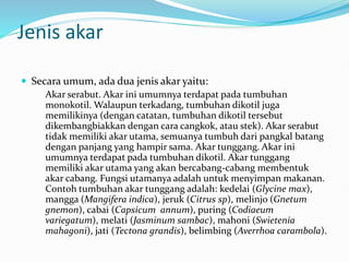 Jenis akar
 Secara umum, ada dua jenis akar yaitu:
Akar serabut. Akar ini umumnya terdapat pada tumbuhan
monokotil. Walaupun terkadang, tumbuhan dikotil juga
memilikinya (dengan catatan, tumbuhan dikotil tersebut
dikembangbiakkan dengan cara cangkok, atau stek). Akar serabut
tidak memiliki akar utama, semuanya tumbuh dari pangkal batang
dengan panjang yang hampir sama. Akar tunggang. Akar ini
umumnya terdapat pada tumbuhan dikotil. Akar tunggang
memiliki akar utama yang akan bercabang-cabang membentuk
akar cabang. Fungsi utamanya adalah untuk menyimpan makanan.
Contoh tumbuhan akar tunggang adalah: kedelai (Glycine max),
mangga (Mangifera indica), jeruk (Citrus sp), melinjo (Gnetum
gnemon), cabai (Capsicum annum), puring (Codiaeum
variegatum), melati (Jasminum sambac), mahoni (Swietenia
mahagoni), jati (Tectona grandis), belimbing (Averrhoa carambola).
 