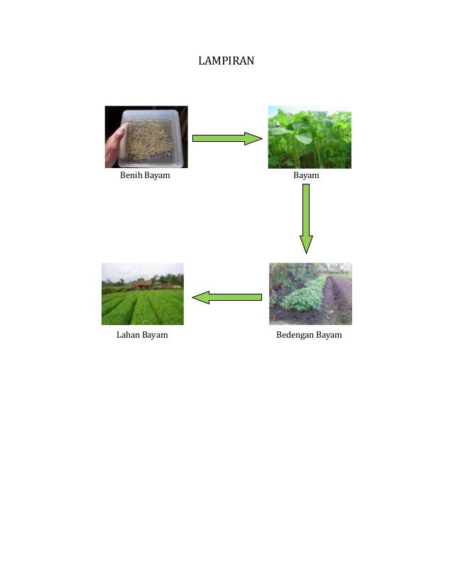 Tugas kelompok bayam iii Tugas kelompok bayam iii