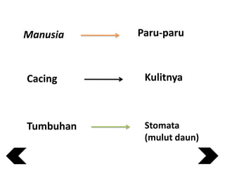 Manusia

Paru-paru

Cacing

Kulitnya

Tumbuhan

Stomata
(mulut daun)

 