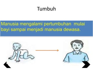 Tumbuh
Manusia mengalami pertumbuhan mulai
bayi sampai menjadi manusia dewasa.

 
