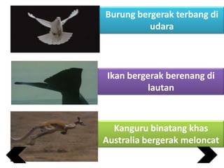 Burung bergerak terbang di
udara

Ikan bergerak berenang di
lautan

Kanguru binatang khas
Australia bergerak meloncat

 
