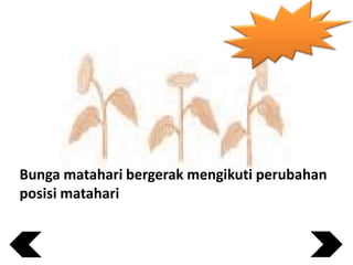 Bunga matahari bergerak mengikuti perubahan
posisi matahari

 