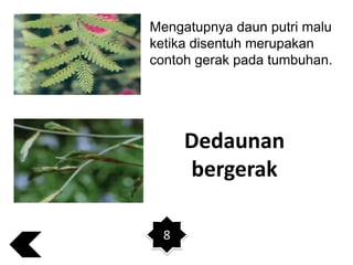 Mengatupnya daun putri malu
ketika disentuh merupakan
contoh gerak pada tumbuhan.

Dedaunan
bergerak
8

 