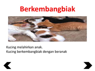Berkembangbiak

Kucing melahirkan anak.
Kucing berkembangbiak dengan beranak

 