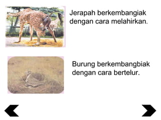Jerapah berkembangiak
dengan cara melahirkan.

Burung berkembangbiak
dengan cara bertelur.

 
