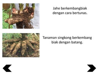 Jahe berkembangbiak
dengan cara bertunas.

Tanaman singkong berkembang
biak dengan batang.

 