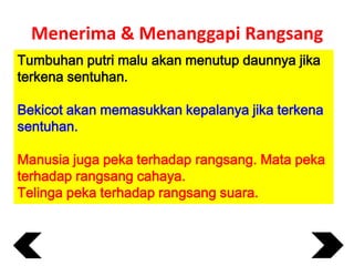 Menerima & Menanggapi Rangsang
Tumbuhan putri malu akan menutup daunnya jika
terkena sentuhan.

Bekicot akan memasukkan kepalanya jika terkena
sentuhan.
Manusia juga peka terhadap rangsang. Mata peka
terhadap rangsang cahaya.
Telinga peka terhadap rangsang suara.

 