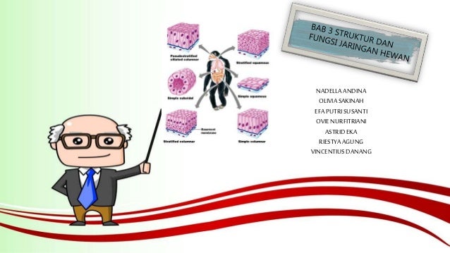 PPT BAB 3 PENJELASAN GAMBAR JARINGAN HEWAN PPT BAB 3 PENJELASAN GAMBAR JARINGAN HEWAN
