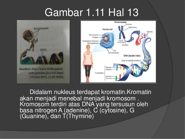 610+ Gambar Sel Hewan Dan Tumbuhan Simple Gratis Terbaik