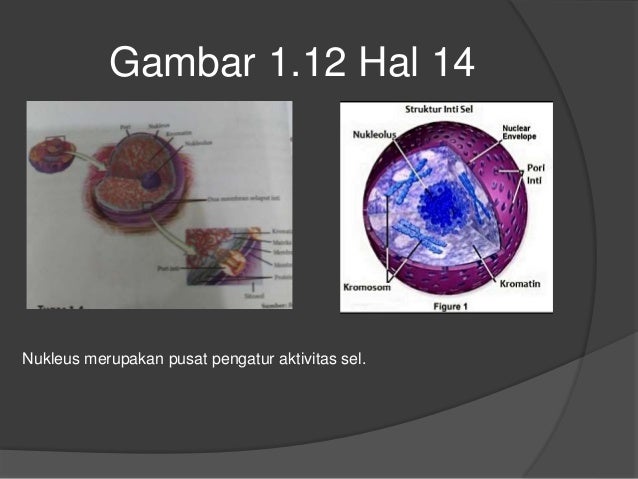 610+ Gambar Sel Hewan Dan Tumbuhan Simple Gratis Terbaik