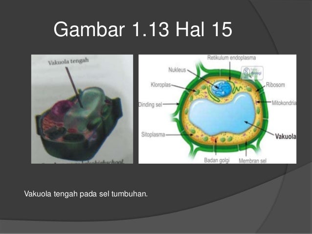 Data Gambar Sel  Hewan  Dan Tumbuhan