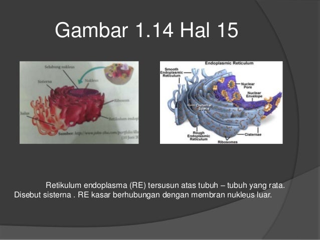 Data Gambar Sel  Hewan  Dan Tumbuhan