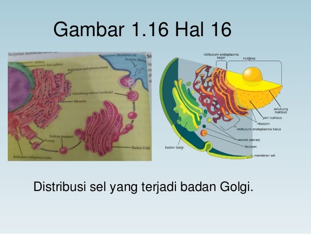 Data Gambar Sel  Hewan  Dan Tumbuhan