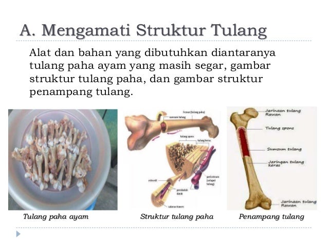 Struktur Tulang Rawan Dan Keras Berbagi Struktur
