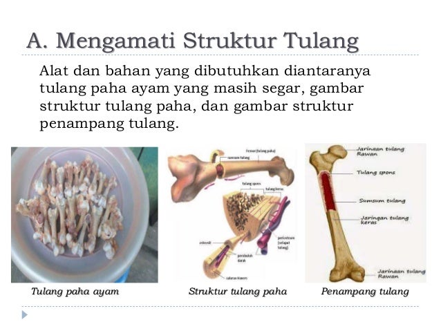 AKTIVITAS ILMIAH 3 1 MENGAMATI STRUKTUR TULANG PAHA  AYAM  