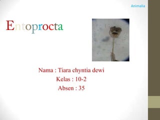 TA
Nama : Tiara chyntia dewi
Kelas : 10-2
Absen : 35
Animalia
 