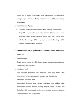 batang padi di sawah setelah panen. Tidak menggunakan bibit dari daerah 
serangan tungro. Persemaian ditutup dengan kain kassa. Bibit yang terserang 
dimusnahkan. 
2. Hama Tanaman Jagung 
a. Lalat Bibit Jagung (Agromyza exigua - Srein) (Diptera : Agromyzidae). 
Pengendalian secara kultur teknis yakni lalat bibit aktif hanya pada musim 
penghujan sehingga dengan mengubah waktu tanam maka jagung dapat 
terhindar dari serangan lalat bibit, tanam serempak dan dengan tidak 
menanam pada awal musim penghujan. 
2.2 Usaha lain termasuk pemeliharaan tanaman untuk mencegah 
penyakit 
a. Pemilihan tempat 
Tempat-tempat tertentu tak boleh ditanami dengan tanaman tertentu misalnya, 
karena adanya infeksi penyakit. 
b. Menyiapkan tanah 
Pada umumnya pengarapan dan pengolahan tanah yang intensif akan 
menyebabkan berkurangnya penyakit tanaman yang akan ditanam. 
c. Penambahan kesuburan tanah 
Mempertinggi kesuburan tanah dengan pemupukan yang seimbang akan 
mempertinggi ketahanan tanaman terhadap penyakit tertentu, terutama yang 
disebabkan oleh parasit-parasit lemah, seperti serangan cendawan-cendawan 
yang menyebabkan mati ujung/dieback 
 