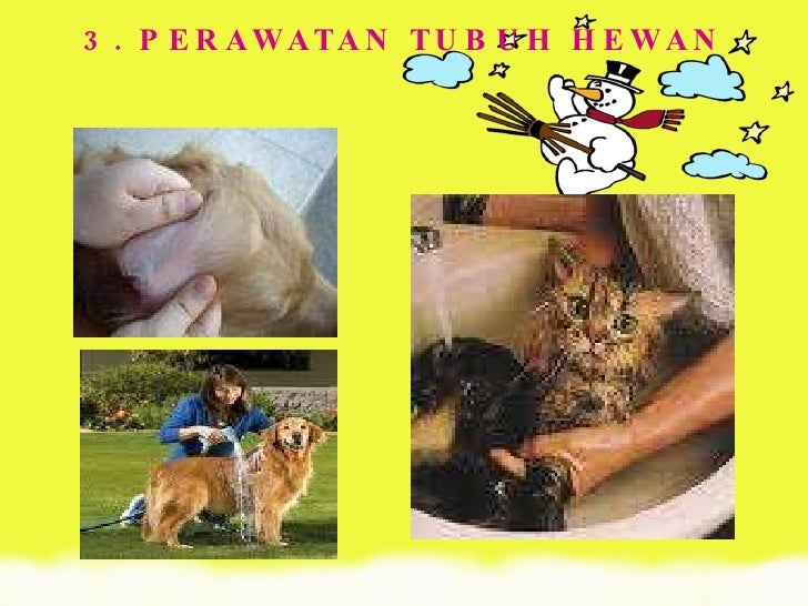 Contoh Hewan Berkembangbiak Dengan Cara Ovovivipar 