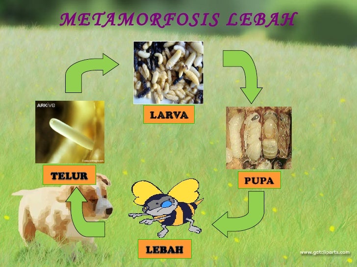 Tugas media pembelajaran