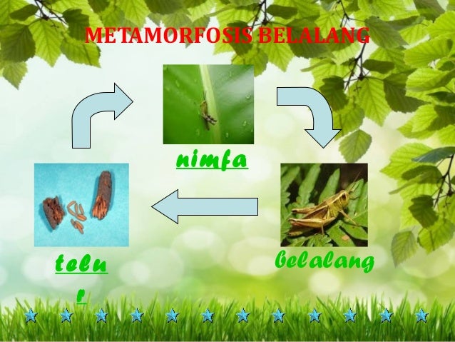 Tugas media pembelajaran