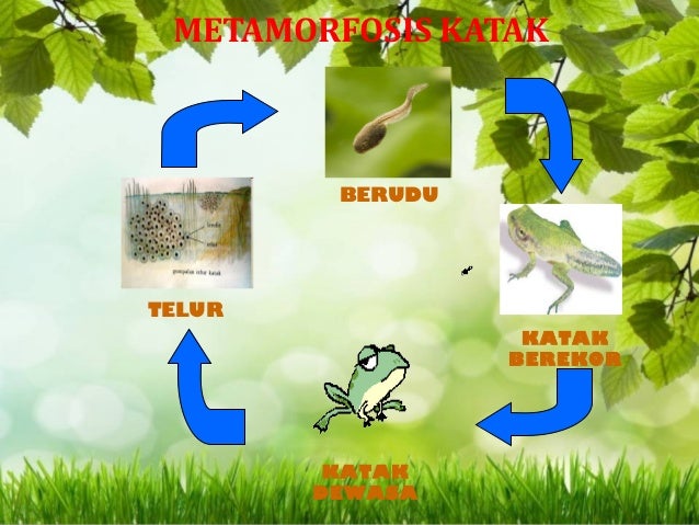 Tugas media pembelajaran