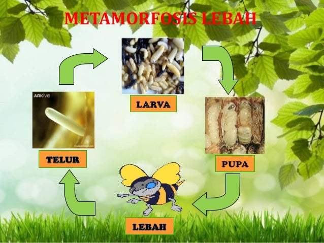 Tugas media pembelajaran