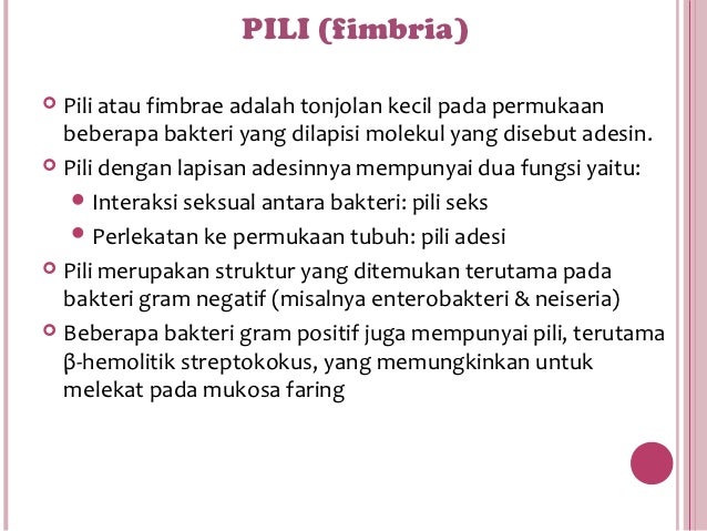 Gambar Mikrobiologi Bakteri