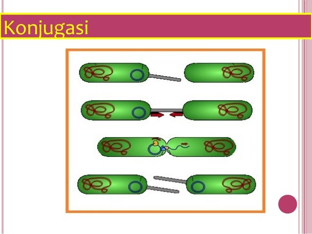 Mikrobiologi Bakteri