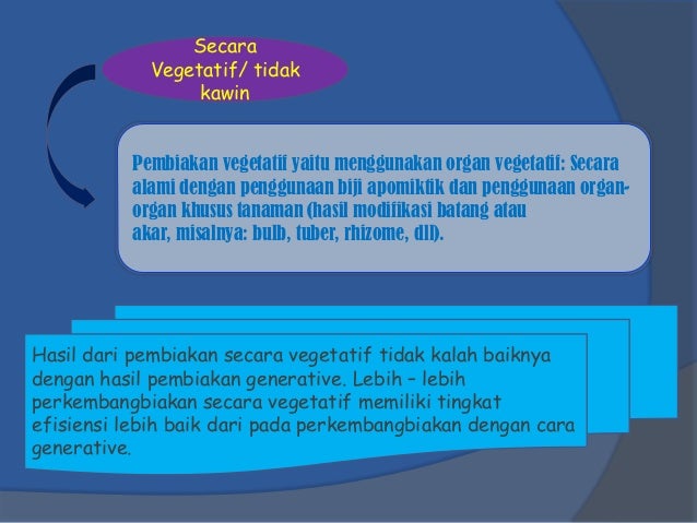 Tugas mk buah presentation