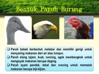 Bentuk Paruh Burung
 Paruh bebek berbentuk melebar dan memiliki gerigi untuk
menyaring makanan dari air atau lumpur.
 Paruh elang tajam, kuat, runcing, agak membengkok untuk
mengoyak makanan berupa daging.
 Paruh ayam pendek, tebal dan runcing untuk mematuk
makanan berupa biji-bijian.
 
