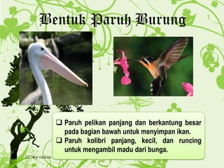 Bentuk Paruh Burung
 Paruh pelikan panjang dan berkantung besar
pada bagian bawah untuk menyimpan ikan.
 Paruh kolibri panjang, kecil, dan runcing
untuk mengambil madu dari bunga.
 