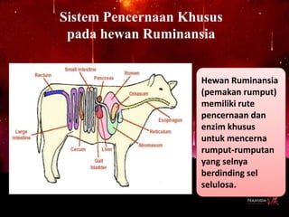 Sistem Pencernaan Khusus
pada hewan Ruminansia
Hewan Ruminansia
(pemakan rumput)
memiliki rute
pencernaan dan
enzim khusus
untuk mencerna
rumput-rumputan
yang selnya
berdinding sel
selulosa.
 