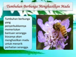 Tumbuhan Berbunga Menghasilkan Madu
Tumbuhan berbunga
yang
penyerbukkannya
memerlukan
bantuan serangga
biasanya akan
menghasilkan madu
untuk menarik
perhatian serangga.
 