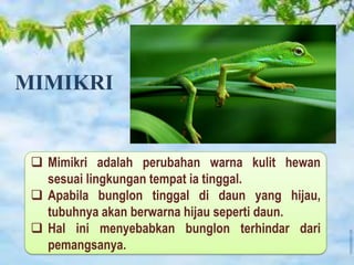 MIMIKRI
 Mimikri adalah perubahan warna kulit hewan
sesuai lingkungan tempat ia tinggal.
 Apabila bunglon tinggal di daun yang hijau,
tubuhnya akan berwarna hijau seperti daun.
 Hal ini menyebabkan bunglon terhindar dari
pemangsanya.
 