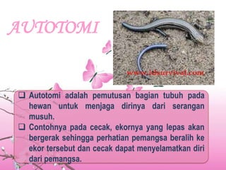 AUTOTOMI
 Autotomi adalah pemutusan bagian tubuh pada
hewan untuk menjaga dirinya dari serangan
musuh.
 Contohnya pada cecak, ekornya yang lepas akan
bergerak sehingga perhatian pemangsa beralih ke
ekor tersebut dan cecak dapat menyelamatkan diri
dari pemangsa.
 