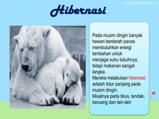 Hibernasi
Pada musim dingin banyak
hewan berdarah panas
membutuhkan energi
tambahan untuk
menjaga suhu tubuhnya,
tetapi makanan sangat
langka.
Mereka melakukan hibernasi
adalah tidur panjang pada
musim dingin.
Misalnya pada tikus, landak,
beruang dan lain-lain
 